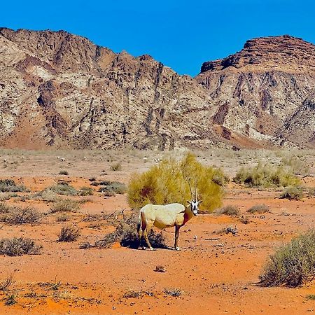 Hotel Raja Camp Wadi Rum Exteriér fotografie